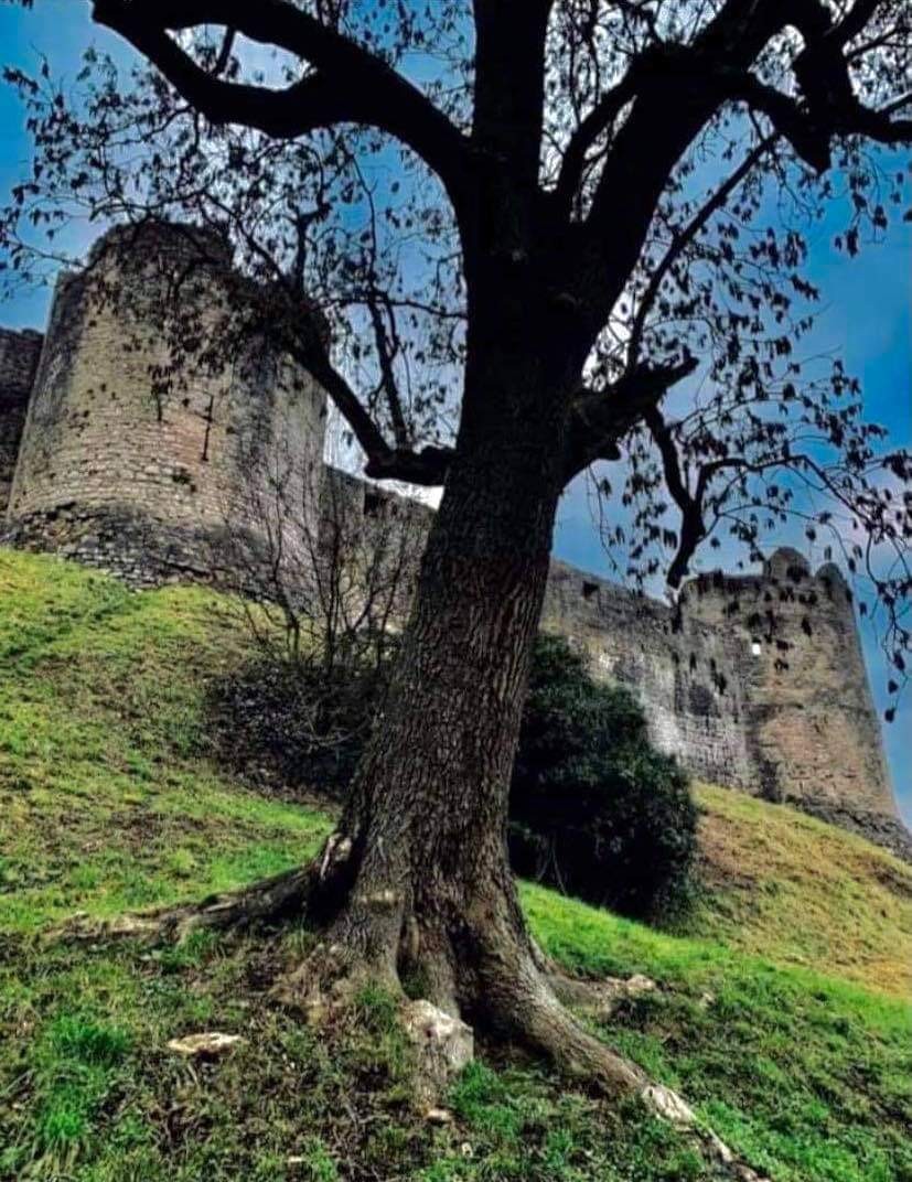 -chepstow_castle_behind_tree_trunk