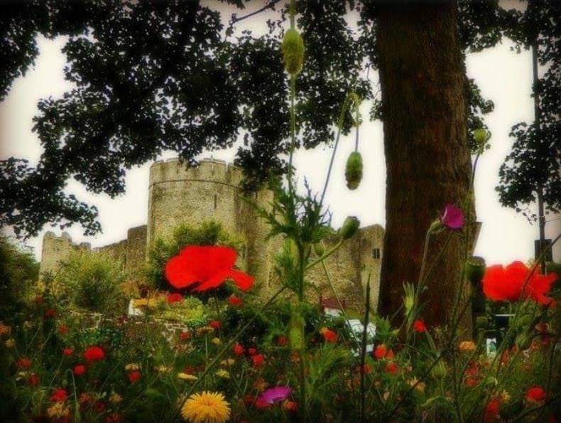 -chepstow_castle_through_poppies_and_tree
